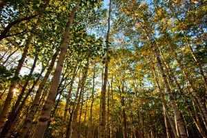 Sustainably Managed Forest