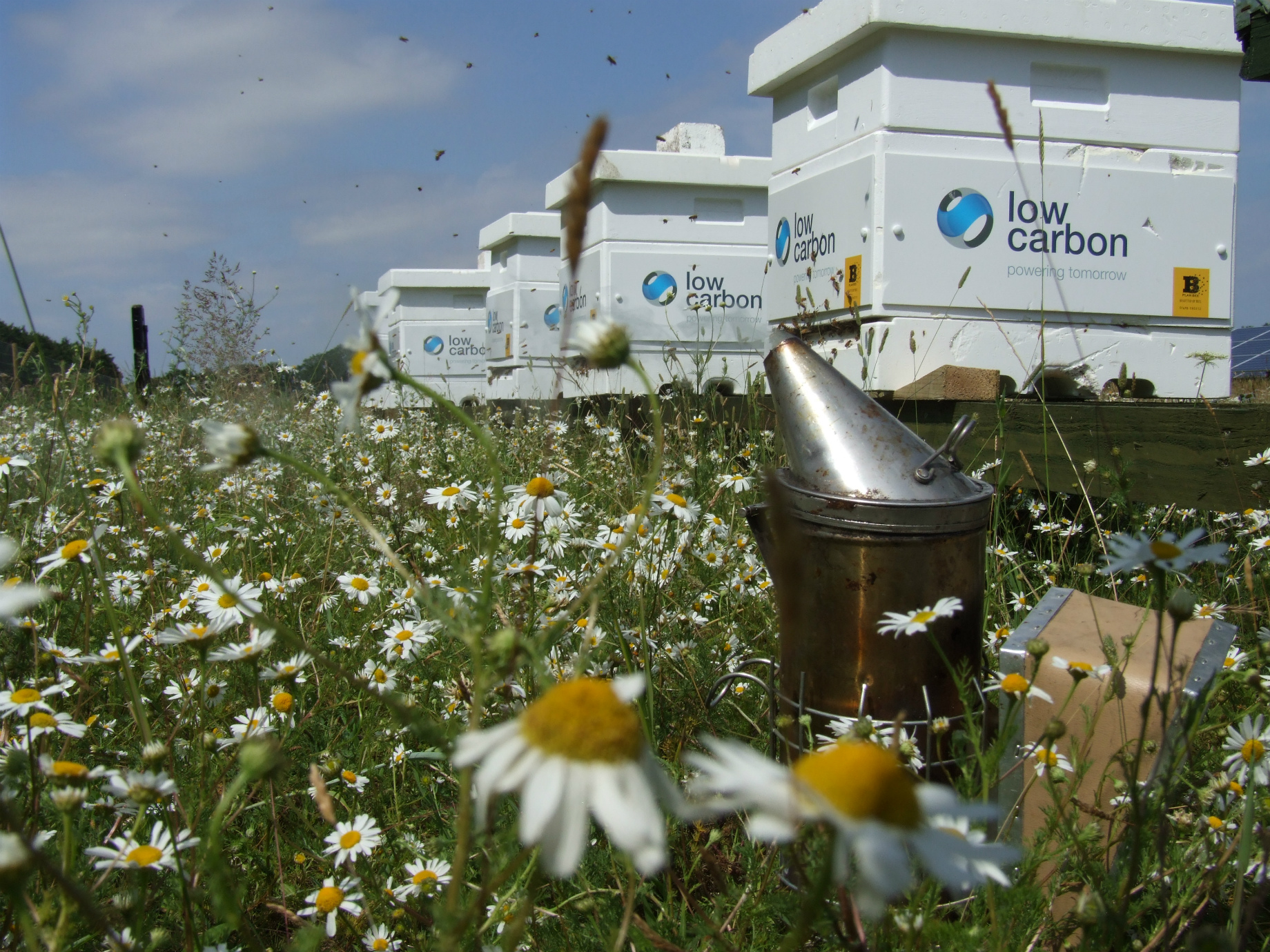 Low Carbon’s solution to saving the honeybee