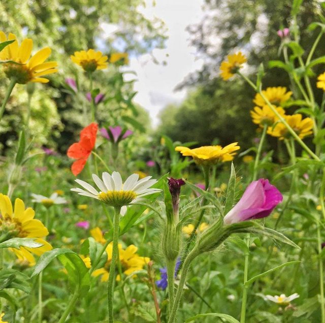 Planting Wildflowers For The Environment Environment Blog