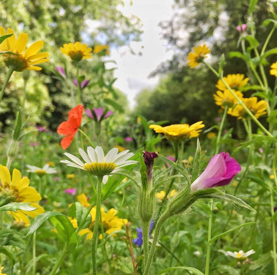 Natural, native ecosystem boosting wildflowers