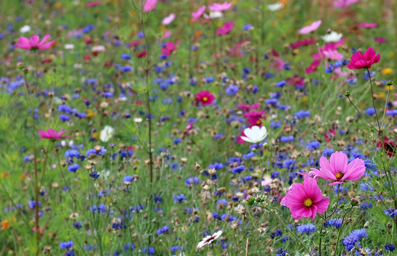 Planting Wildflowers For The Environment